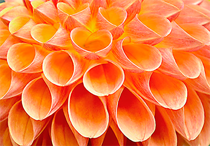 Photo of dahlia closeup