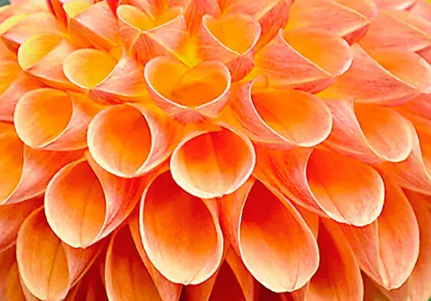 Close-up macro of dahlia petals showing organic geometric patterns