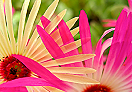 Photo of Interwoven Mesembryanthemums