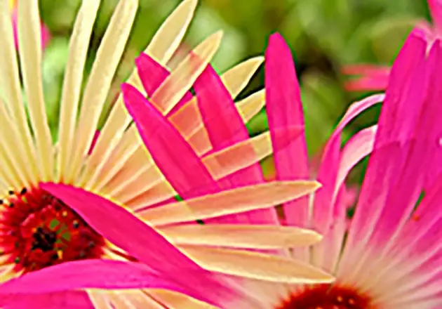 Interwoven floral photography capturing natural vibrant color stories